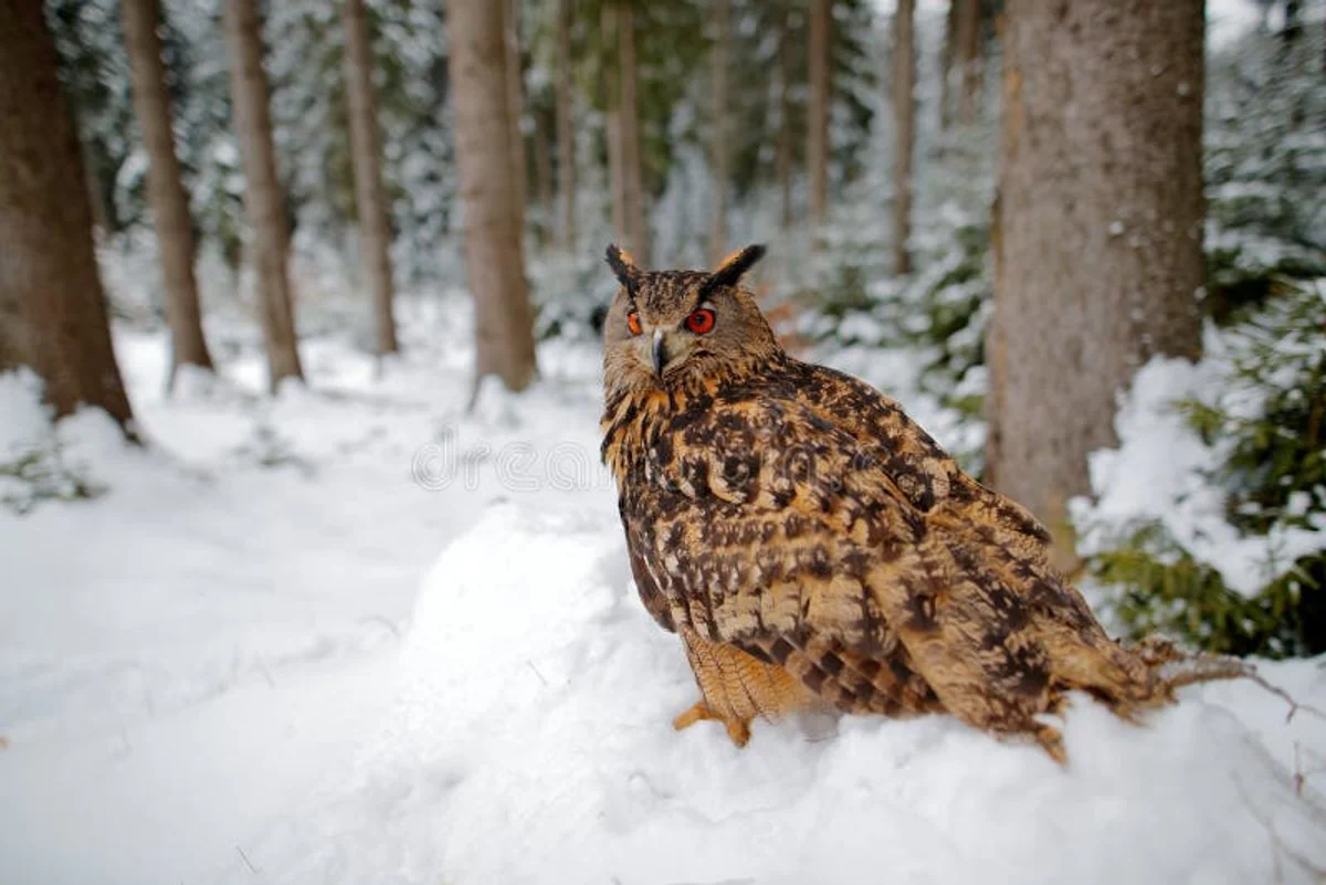 snowy owl in winter nature Czech Republic