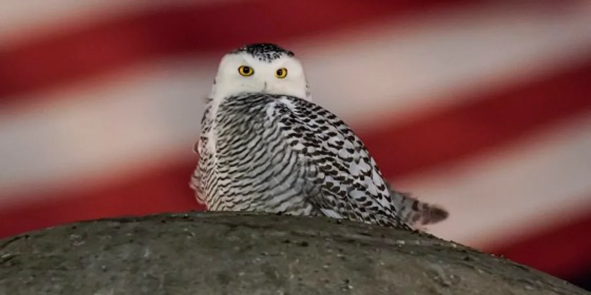 rare snowy owl perched Czech farmland