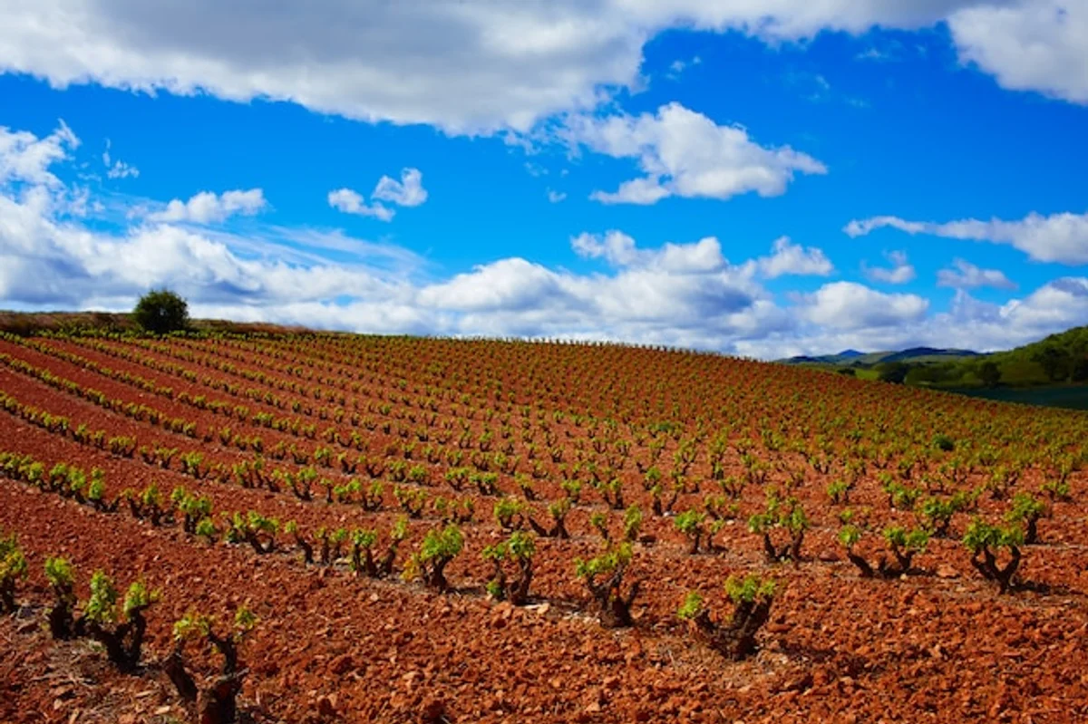 autumn vineyards La Rioja Spain