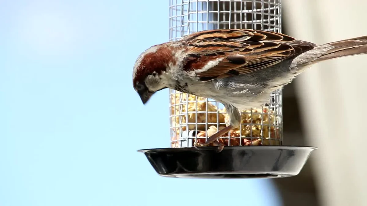 Bird feeder with songbirds Czech autumn