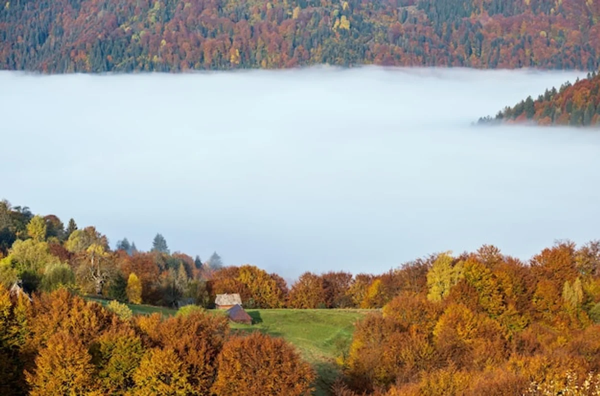 countryside czech autumn colorful leaves river fog