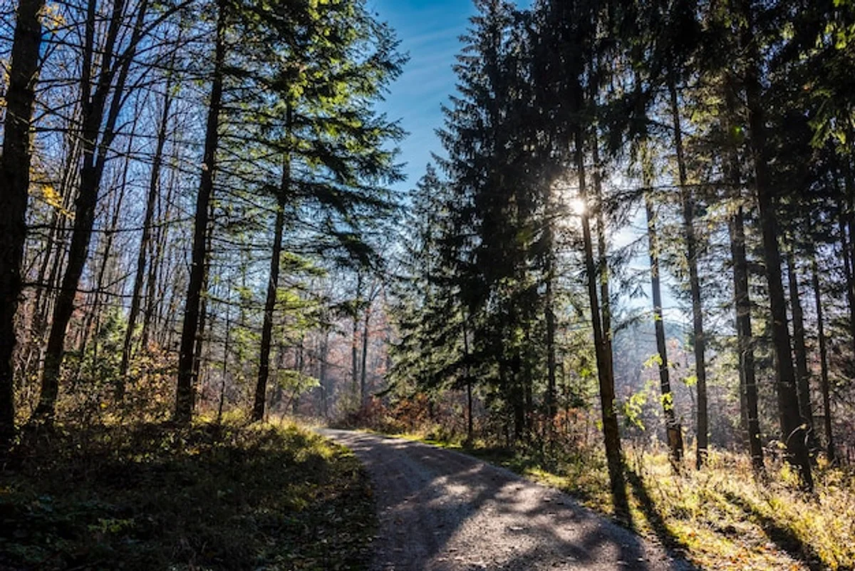 autumn hiking czech forest peaceful mood