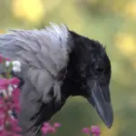 intelligent raven in forest close up
