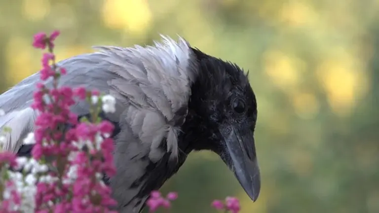 intelligent raven in forest close up