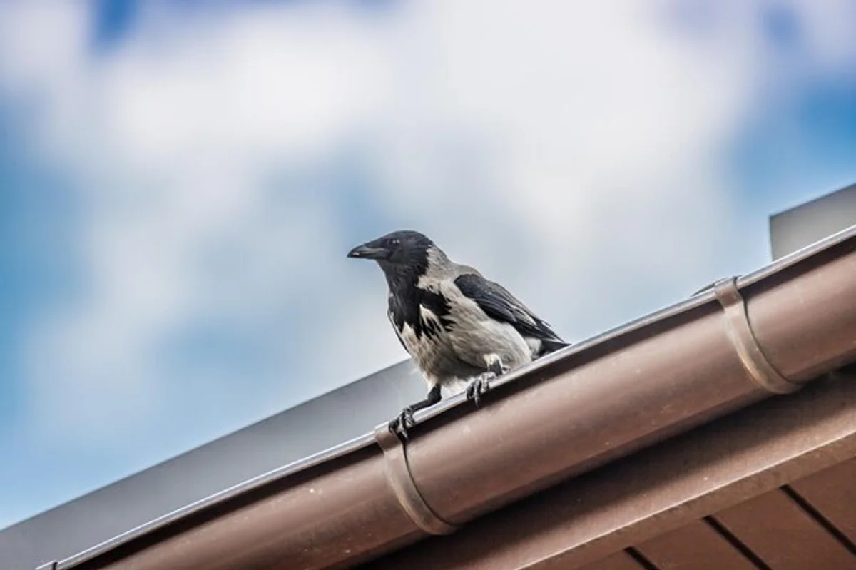 clever raven in european forest