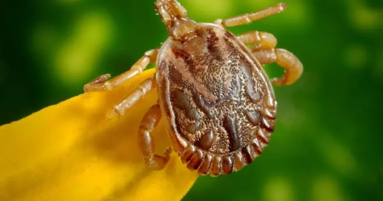 tick prevention autumn forest czech