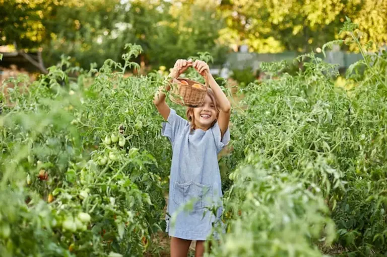 autumn fruit harvest in czech garden