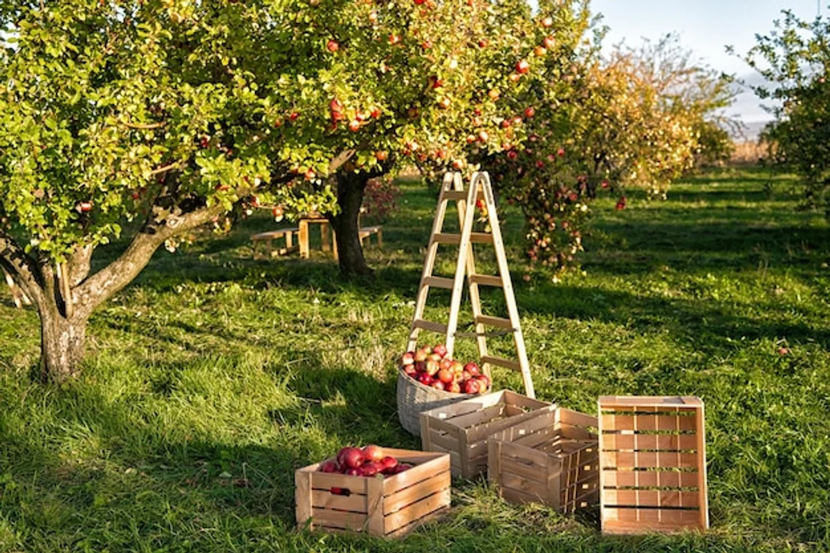 ripe apples harvest in czech orchard