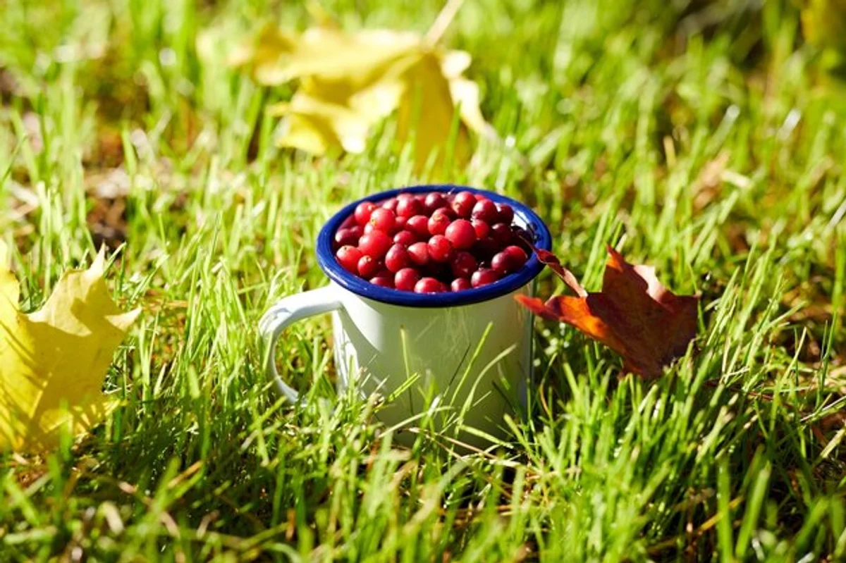 plums ready for autumn harvest in czech garden
