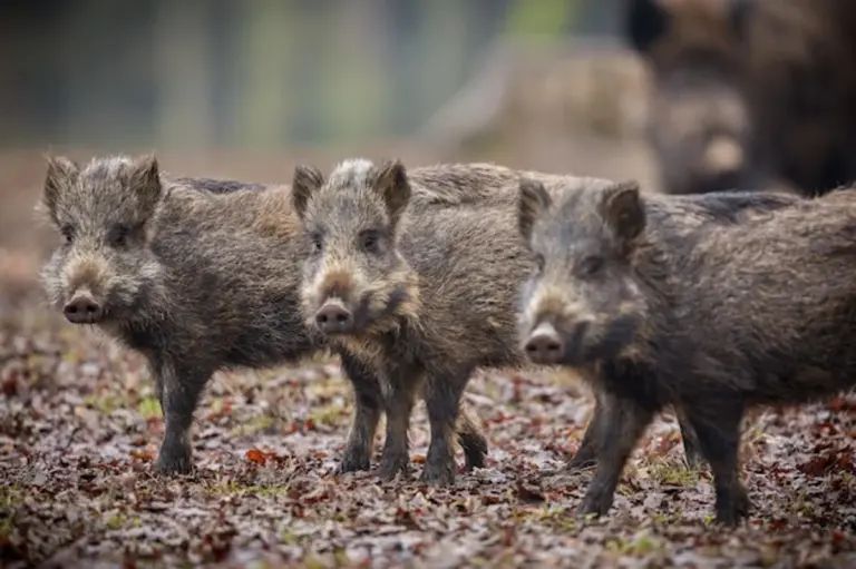 wild animals encounter czech forest adults
