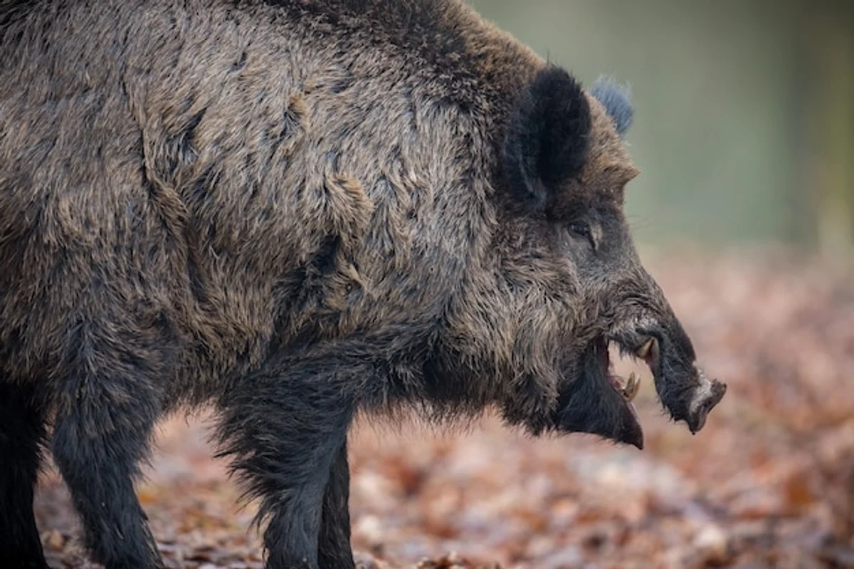 boar encounter in forest czech republic