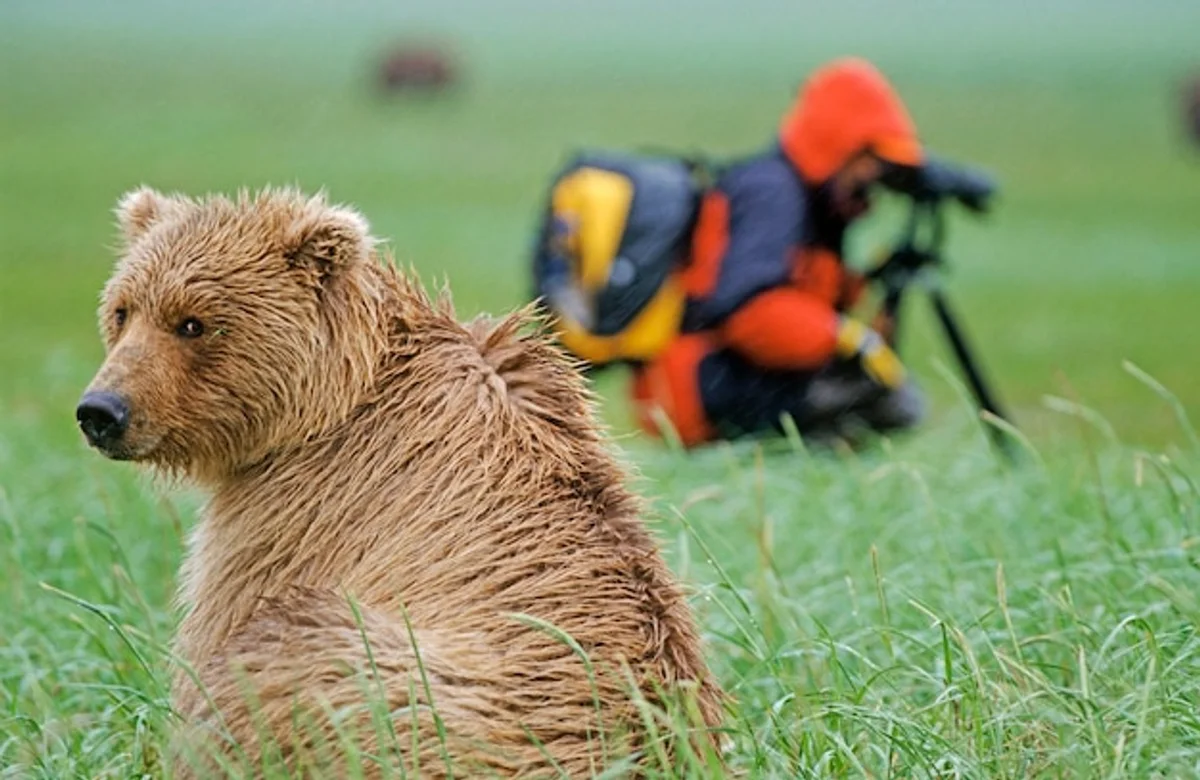 european brown bear encounter walking trail czech forest