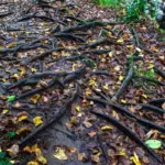 czech autumn hidden hiking trail