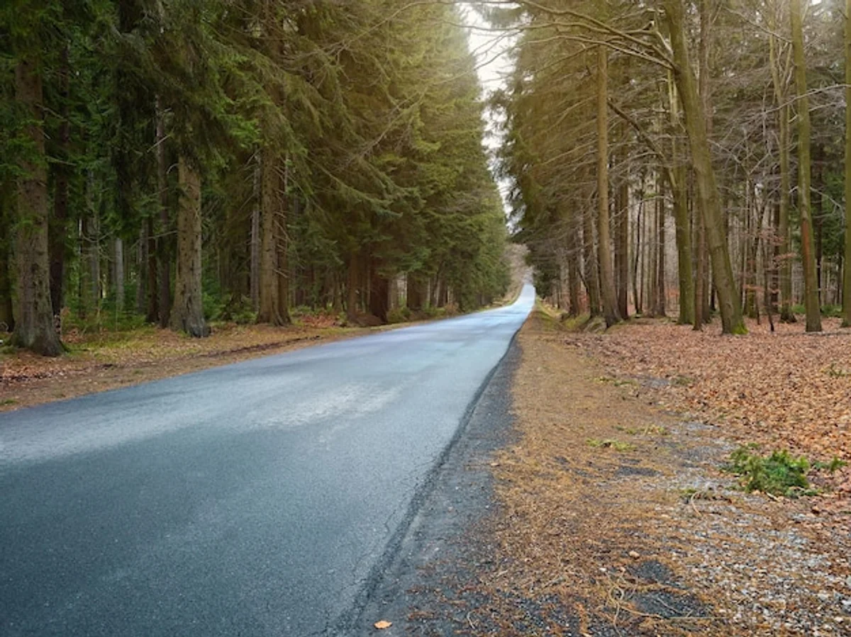 hidden forest path czech autumn