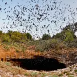 bat awakening spring cave czech nature wildlife