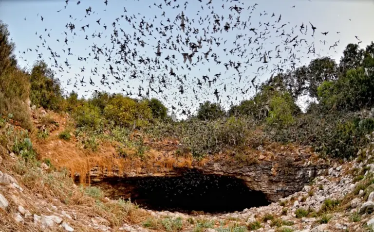 bat awakening spring cave czech nature wildlife