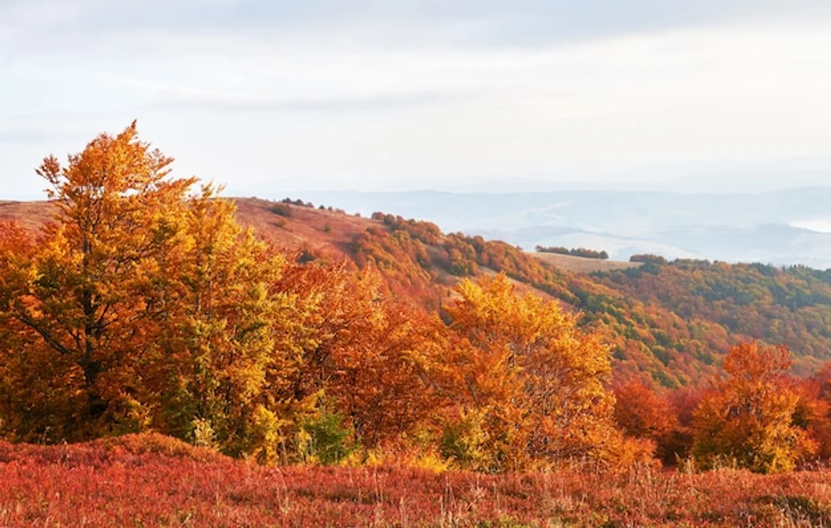 Czech autumn hiking trail misty forest colorful trees