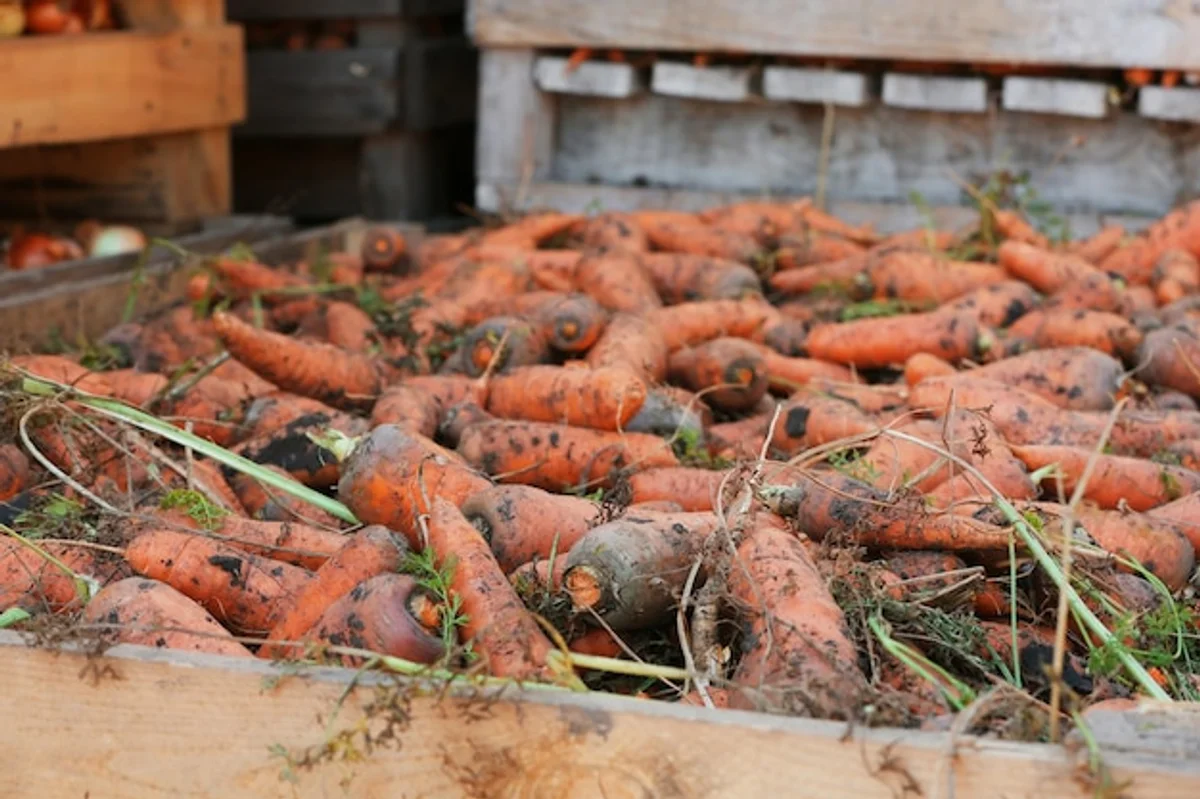 root vegetables storage with sand in wooden box