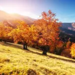 carpathian mountains autumn landscape