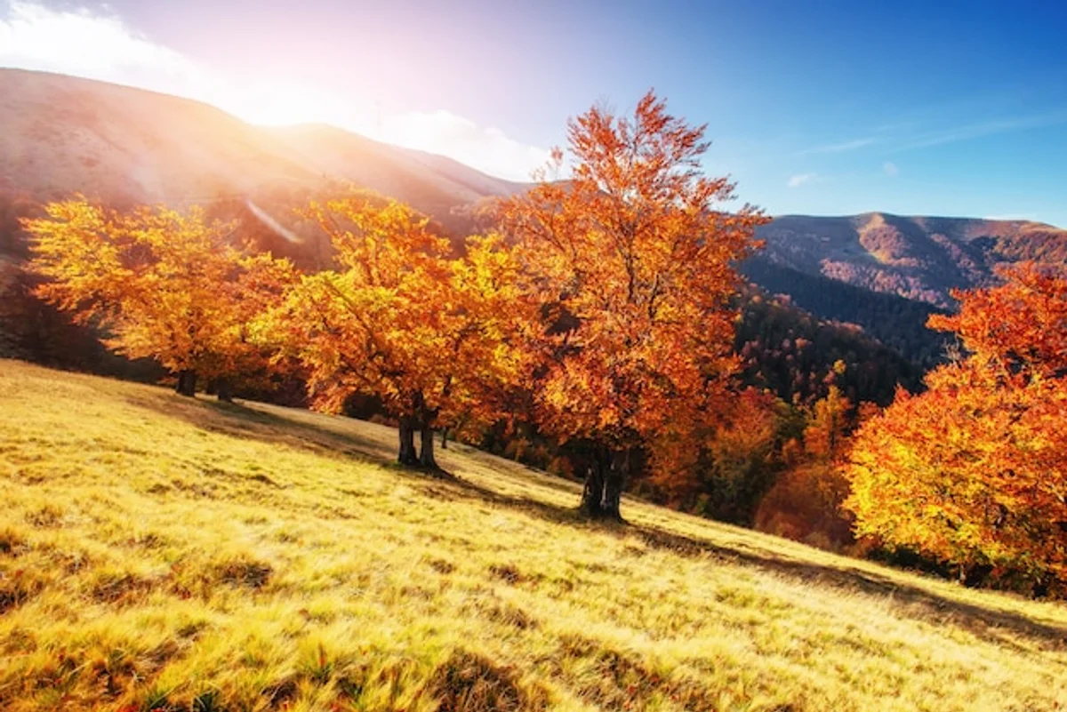 carpathian mountains autumn landscape