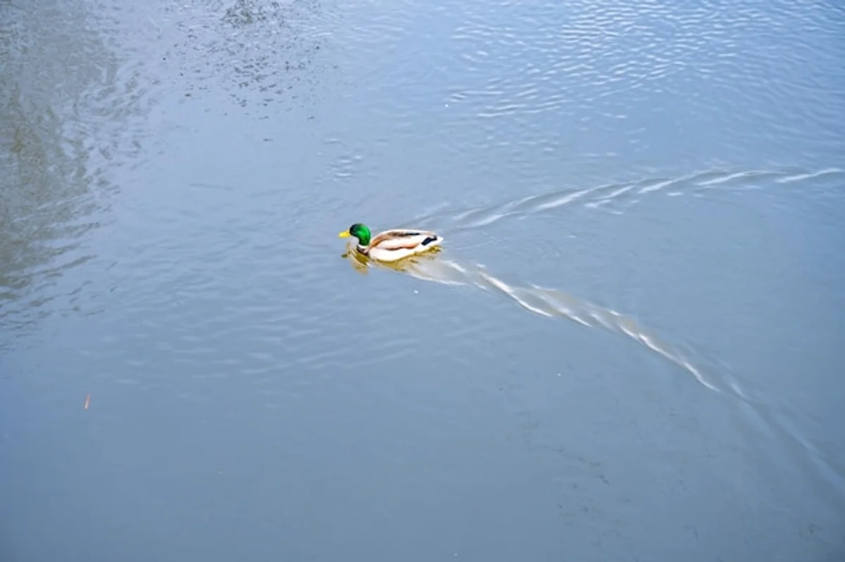 wildlife birdwatching autumn Czech Republic river lake