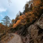 autumn hiking trail colorful forest Czech Republic