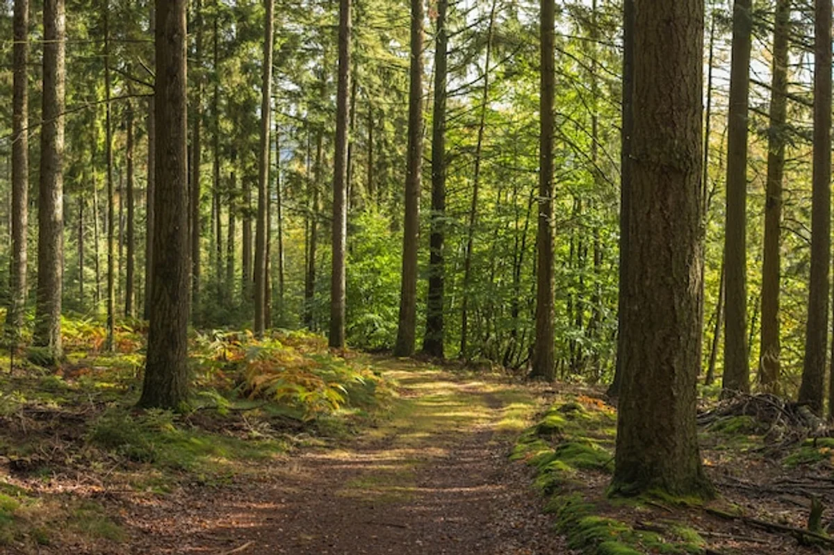 Sumava autumn forest trail Czech Republic