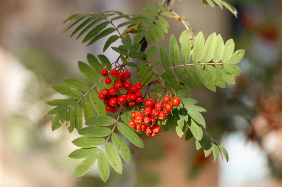 rowan berries autumn close up
