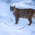 european lynx wild photo forest