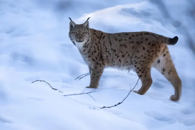 european lynx wild photo forest