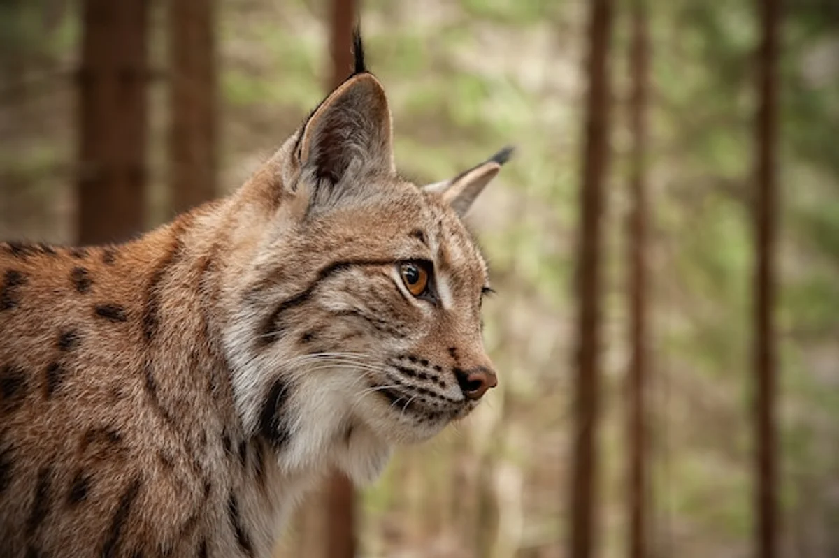 european lynx in wild forest close up