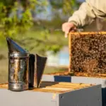 honey bee hive autumn inside closeup scientific