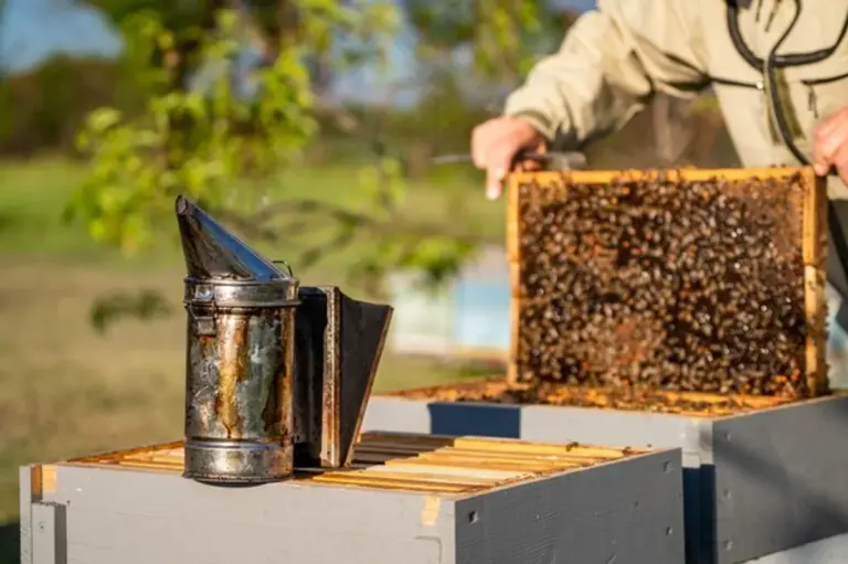 honey bee hive autumn inside closeup scientific