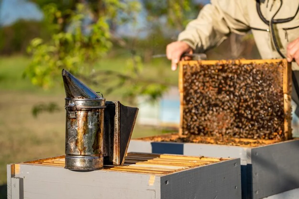 honey bee hive autumn inside closeup scientific