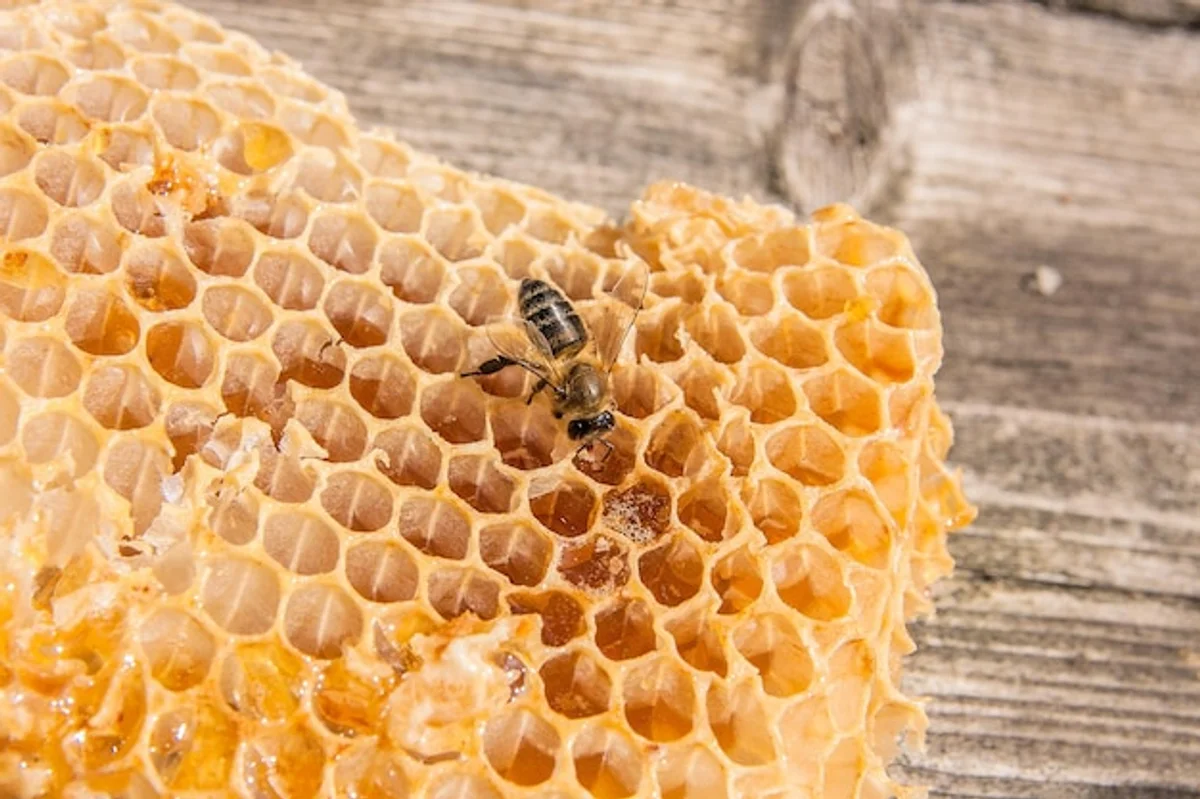 honey bee hive autumn scientifically accurate
