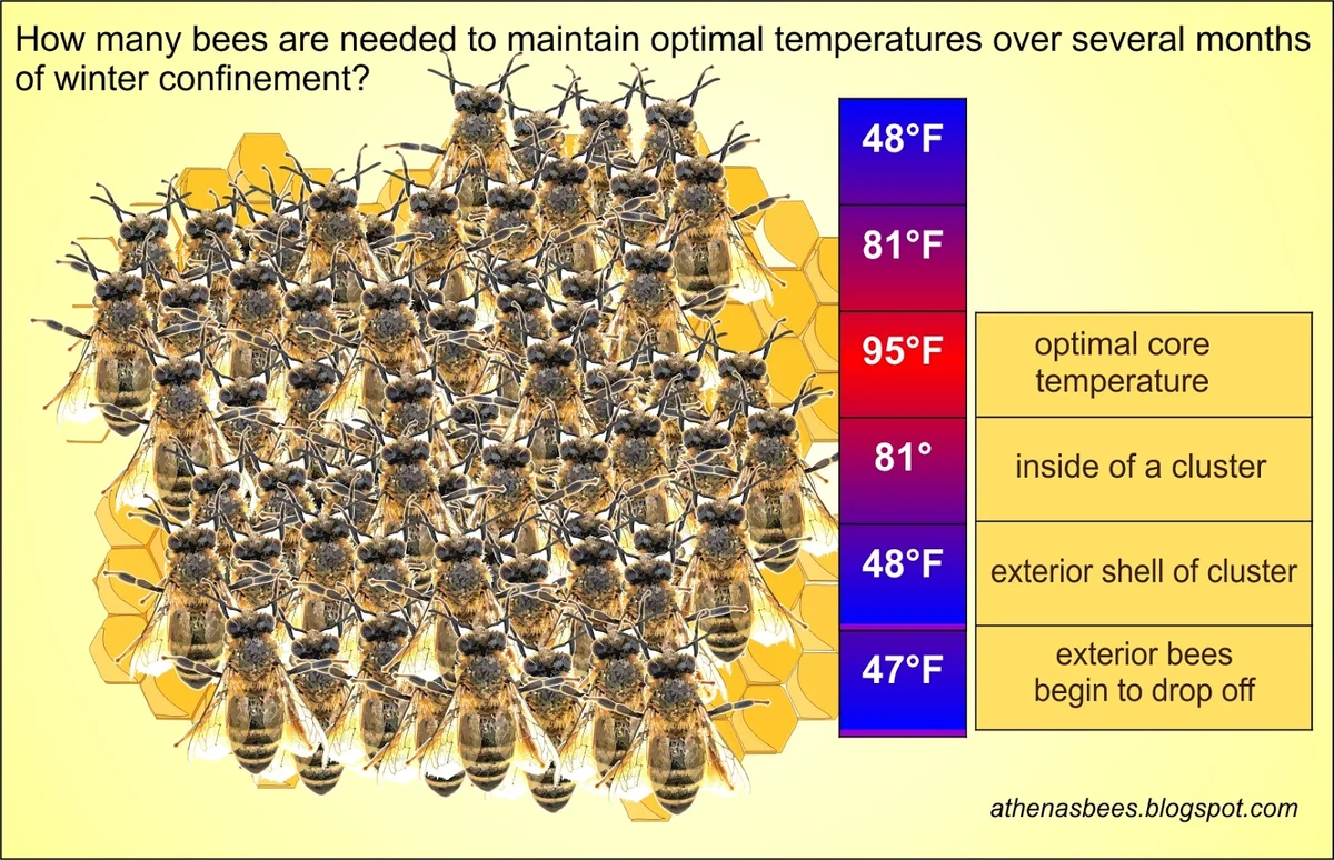 close up bee cluster autumn beehive research