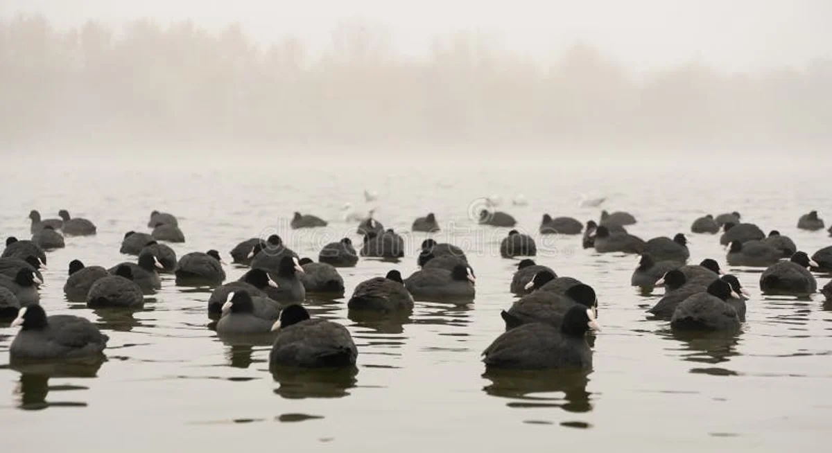birdwatchers autumn early morning foggy lake Czechia
