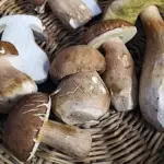 czech mushroom season forest risks