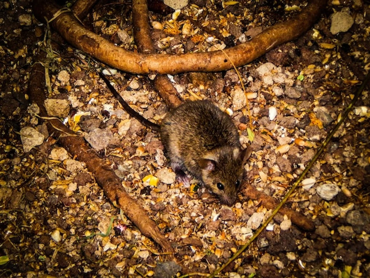 autumn forest mouse survival stock photo