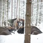european squirrel preparing for winter