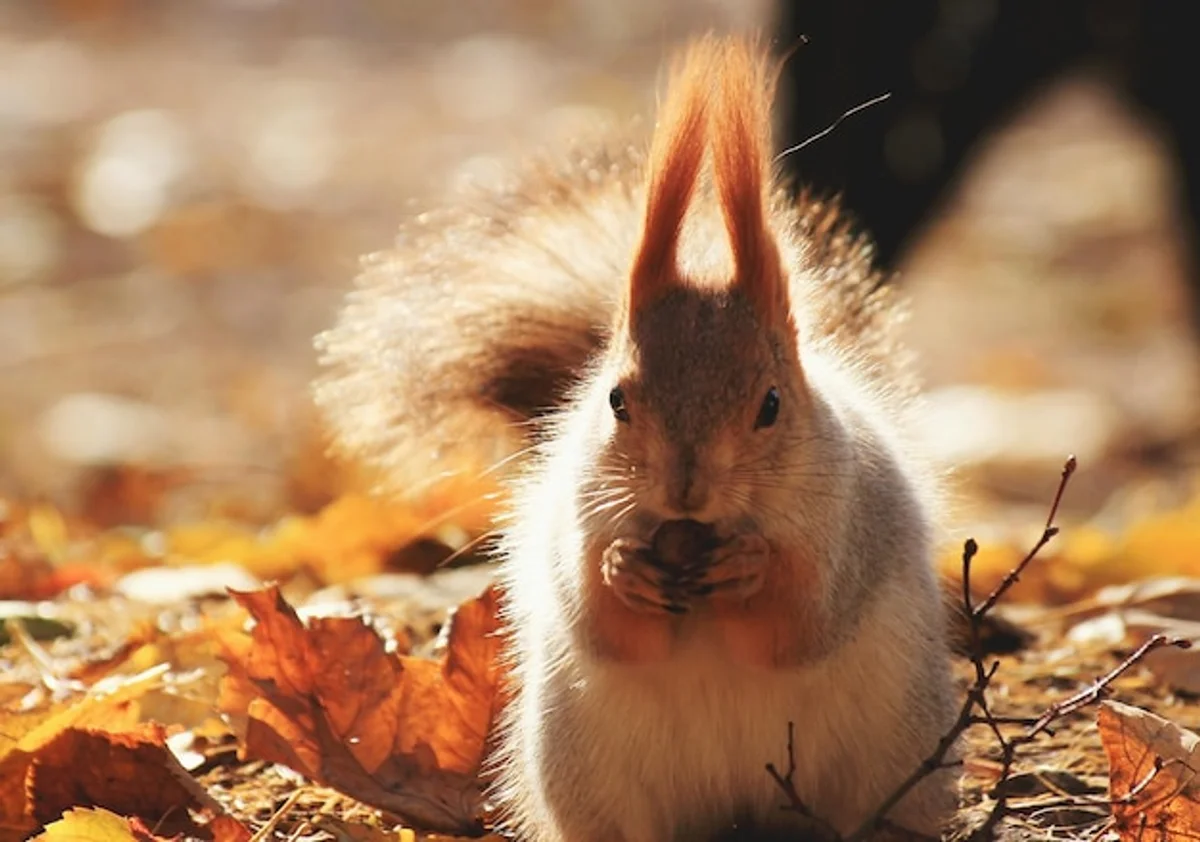 european squirrel autumn forest