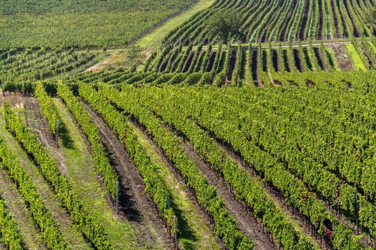 czech countryside vineyard autumn drone view