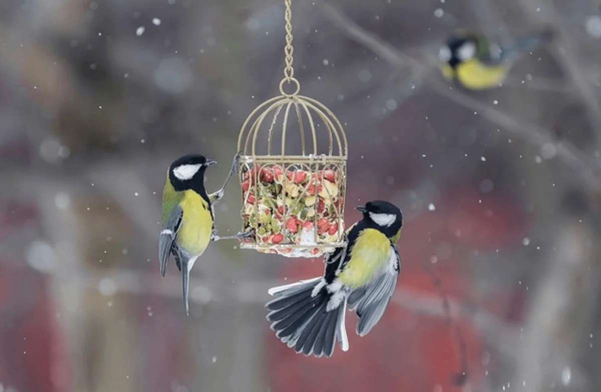 winter birds in czech garden, feeding station, snowy background, vibrant colors
