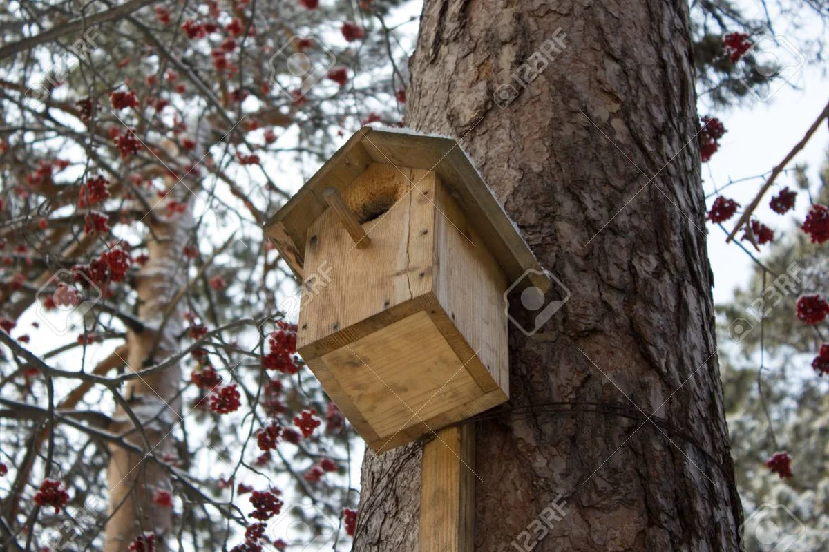 birdhouse in snowy czech garden, evergreen bush, natural shelter