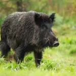 wild animals communication Czech forest