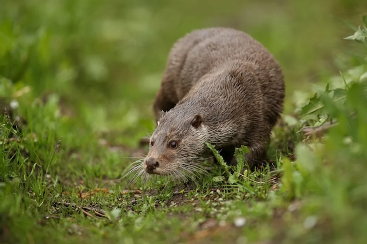 wild animals communicating in Czech forest
