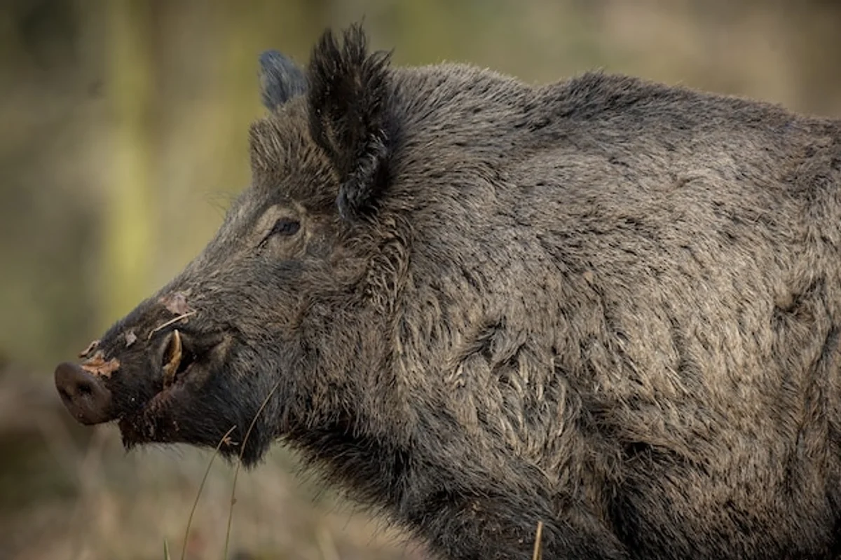 wild boar communication in Czech forest