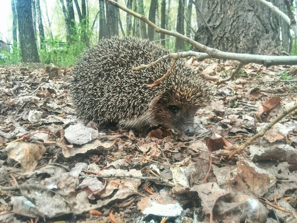 european hedgehog hibernation winter forest