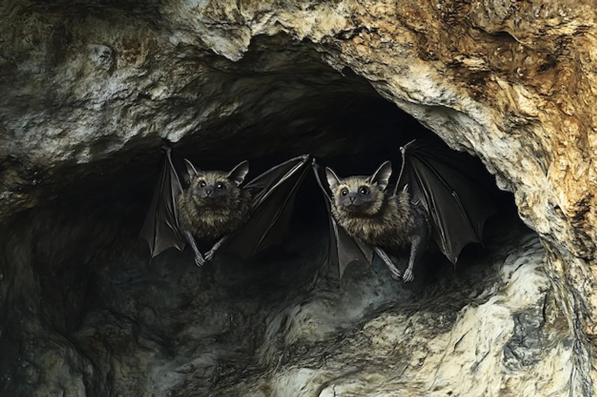 bat hibernation european cave close up