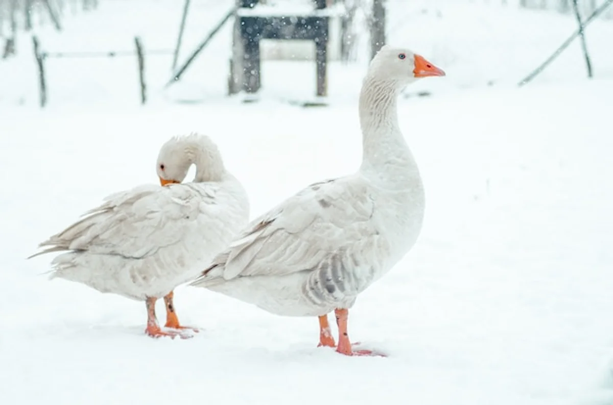 Czech garden birds feeding in winter snow